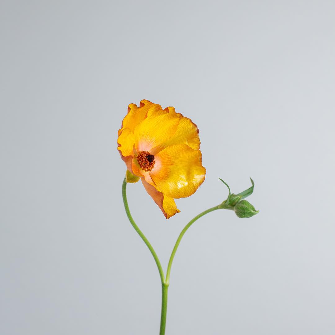 FloomOfficial's tweet photo. The beautiful Butterfly Ranunculus 🦋🌼 #flowers #ButterflyRanunculus #Ranunculus https://t.co/0SuK3j8q8u