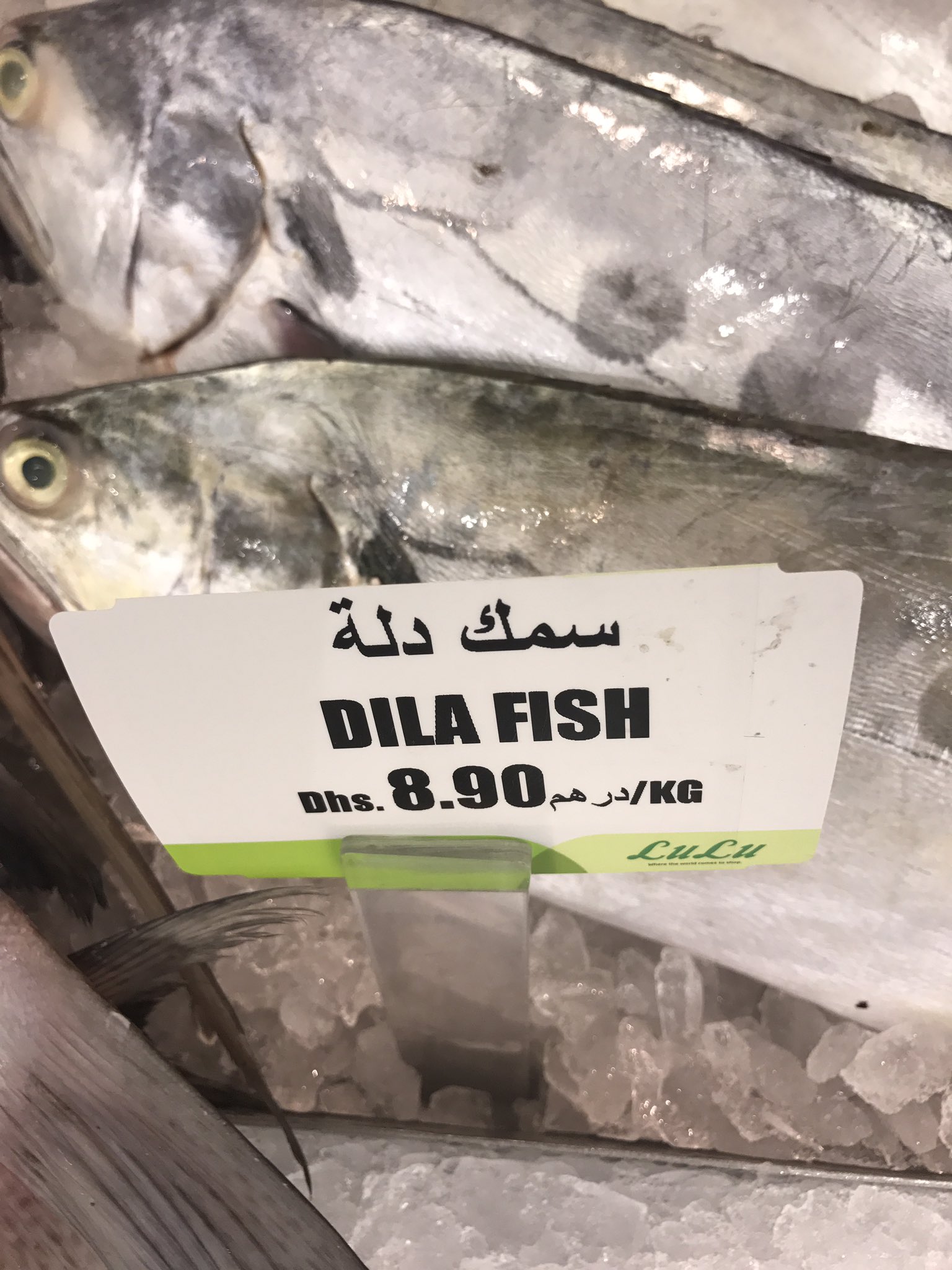 سمك بياض