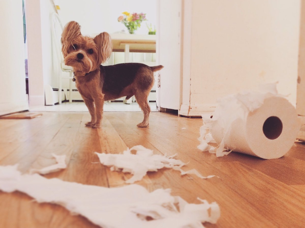 aridollinger's tweet photo. "We're gonna find the guy who did this." -- Teddy Emerson. #youlittlerascal #dogs https://t.co/7v03vXoAUZ