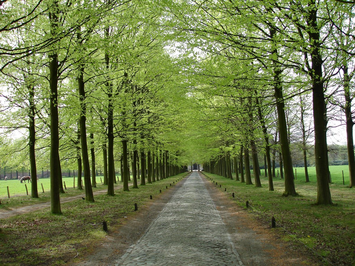 Studiedag 'Beheer van historische dreven' op 5 mei te Kapellen. Inschrijven kan tot 30 april. 
rldevoorkempen.be/agenda/studied…