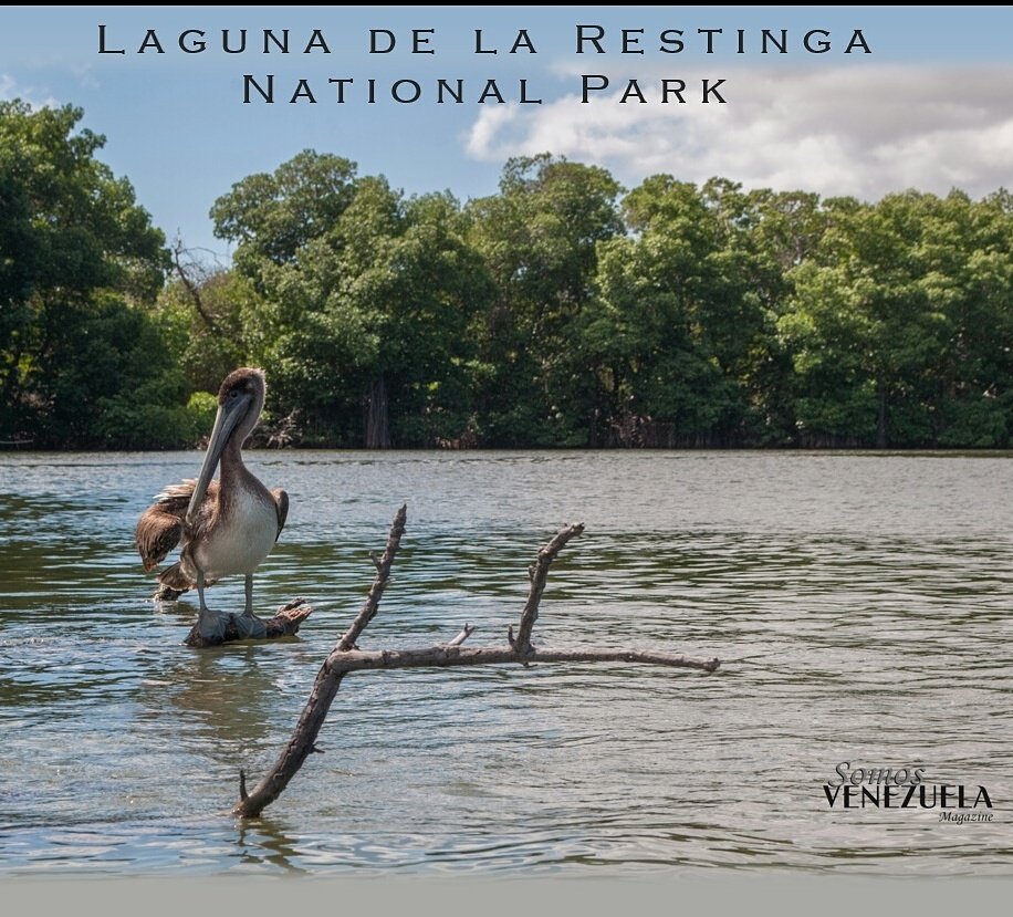 SomosVenezuelaM's tweet photo. Laguna de la Restinga National Park, Margarita Island, Nueva Esparta State.

#venezuela #larestinga  #lagunalarestinga #islademargarita https://t.co/rKyGb7orL7
