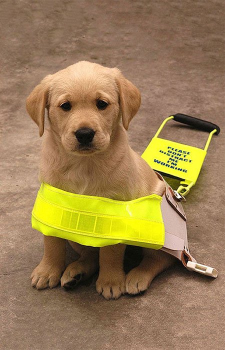lisabateswallis's tweet photo. @NedSaid2016 @GDB_official We looking forward to fundraising for Guide Dogs for The Blind St Albans tomorrow #StGeorgesLunch @guidedogs @NedSaid2016 https://t.co/0JIWFOxWkx