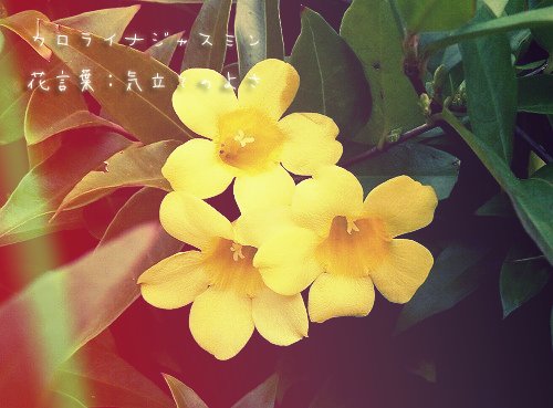 君に贈る誕生花 Birth Hana Twitter