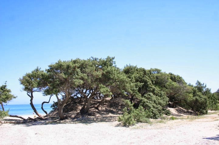 iGrandiViaggi's tweet photo. Vi aspettiamo negli #iGVClub di #Sicilia e #Sardegna, l'estate è ancora più vicina se pensi alle #vacanze!
https://t.co/UBKeda9osy https://t.co/YXhJ7TM4Xv