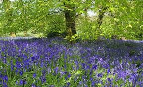 Now is the perfect time to enjoy our wonderful native bluebells - check out The Bluebells &amp; Breakfast Trail  - New Forest Visitor website.