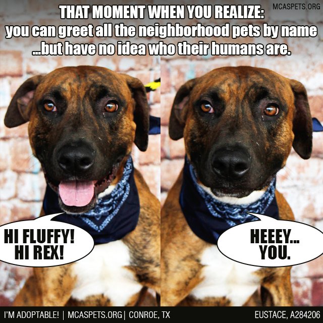 MCASPets's tweet photo. Awkward pet people moments... 😂 #StoryOfMyLife #SoRelatable https://t.co/xZumBWgXSd #OptToAdopt https://t.co/7zg1GOe2LP