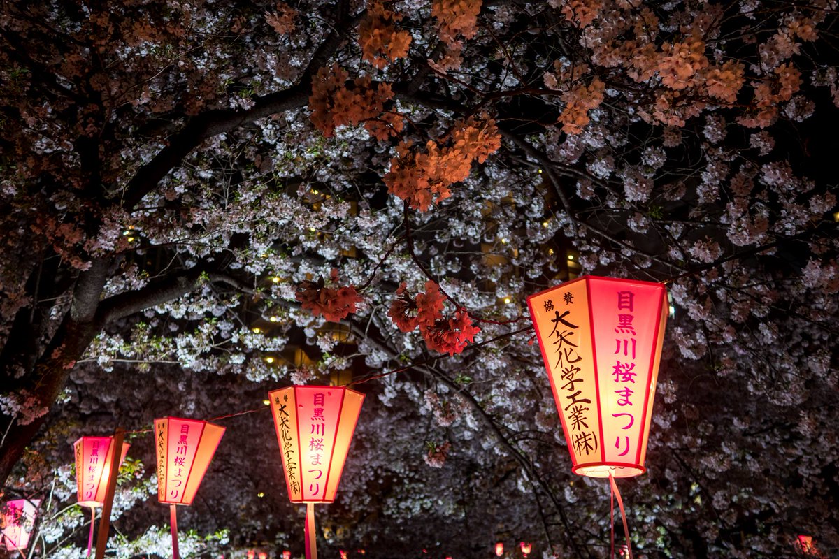 InsideJapan's tweet image. Great images from Tour Leader, Mike Reddy on our #SpringElegance tour 

#Japan #travel