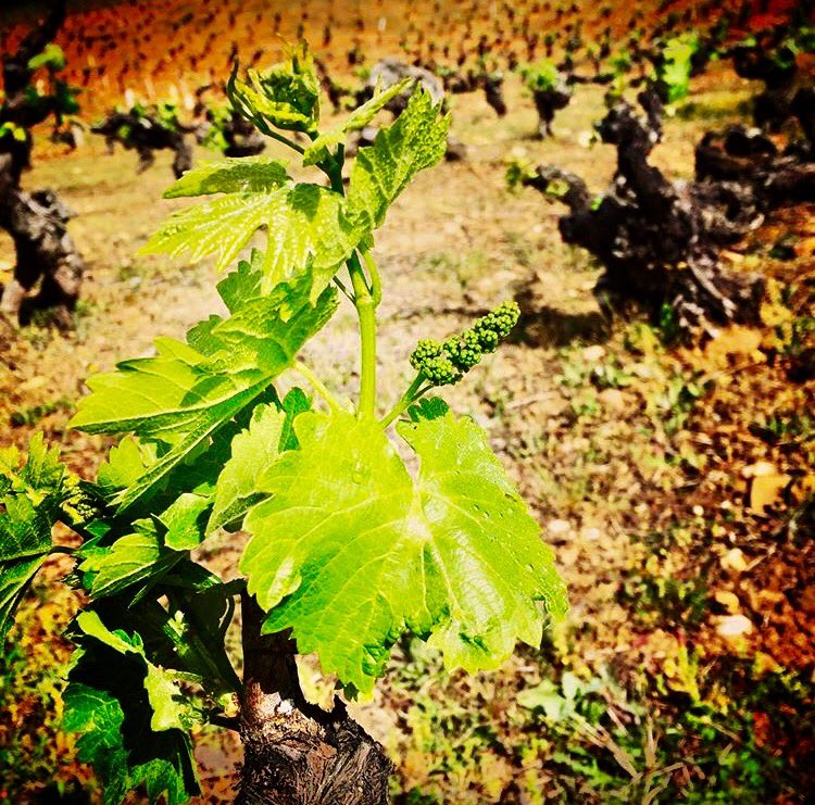 deVinosUK tweet media