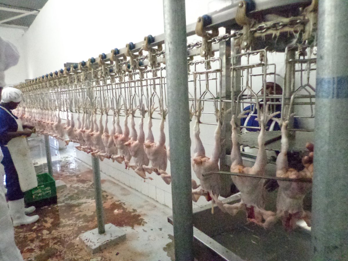 Agri_FinanceKe's tweet photo. 'Poultry is the second most widely eaten meat in the world,accounting for about 30% of meat production worldwide #AgriFinanceKe #poultryfact https://t.co/BaW7FrLuI1