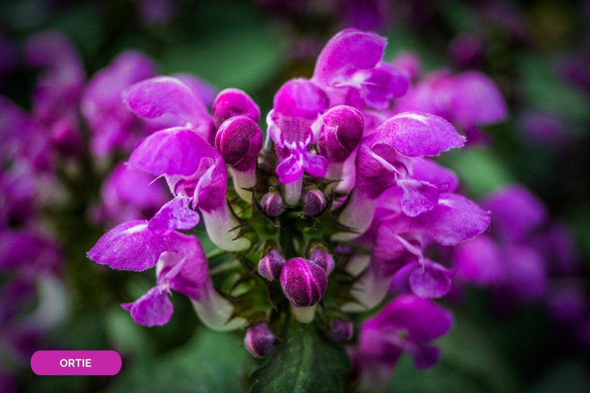 Saviez-vous que l'Ortie, grâce à sa teneur en silicium, possède des propriétés anti-inflammatoires et reminéralisantes ? <a href="/santevertelab/">Santé Verte</a>