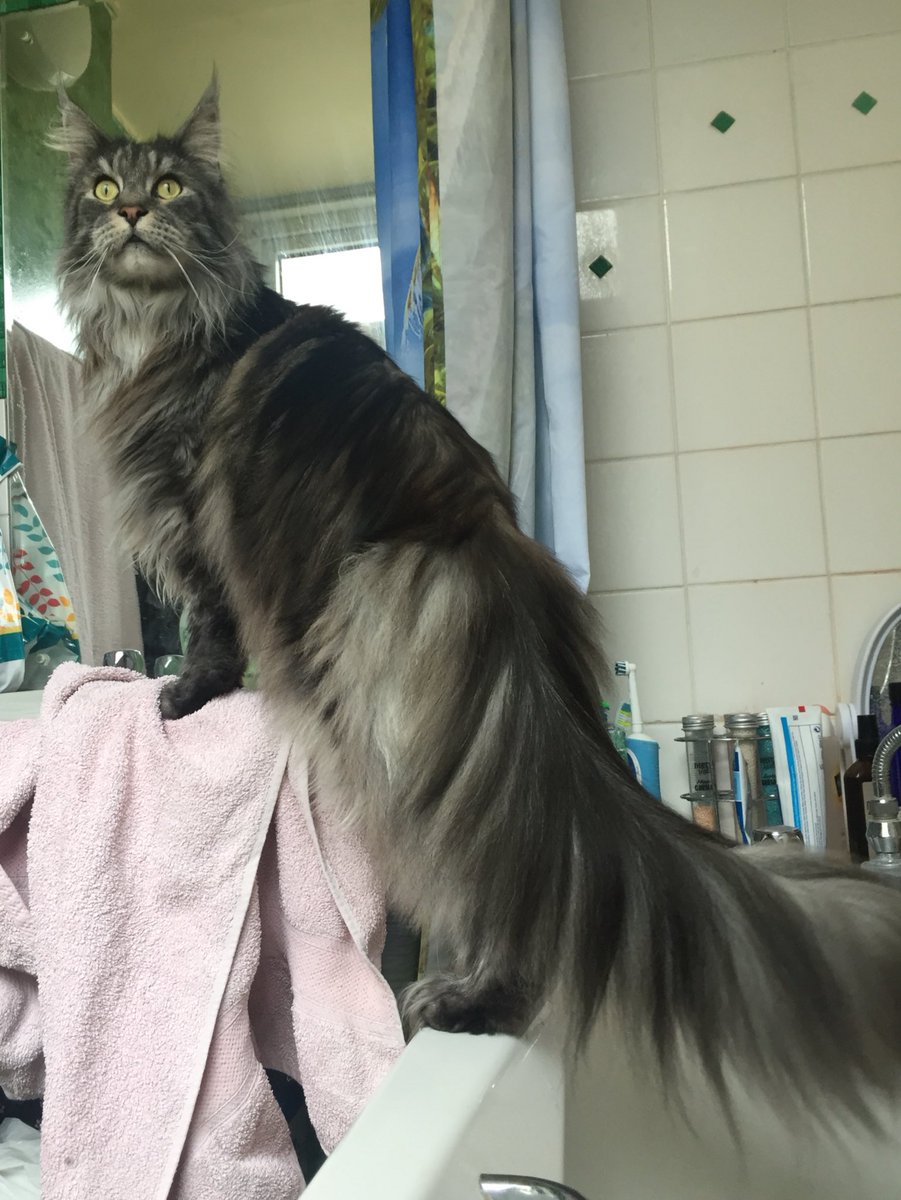JannineCatLady's tweet photo. Sharing the handsomeness of Jinxy #fluffeh #heytheregoodlooking @CoonCatNation @MaineCoonCatsOH https://t.co/oqdbjMfBIp