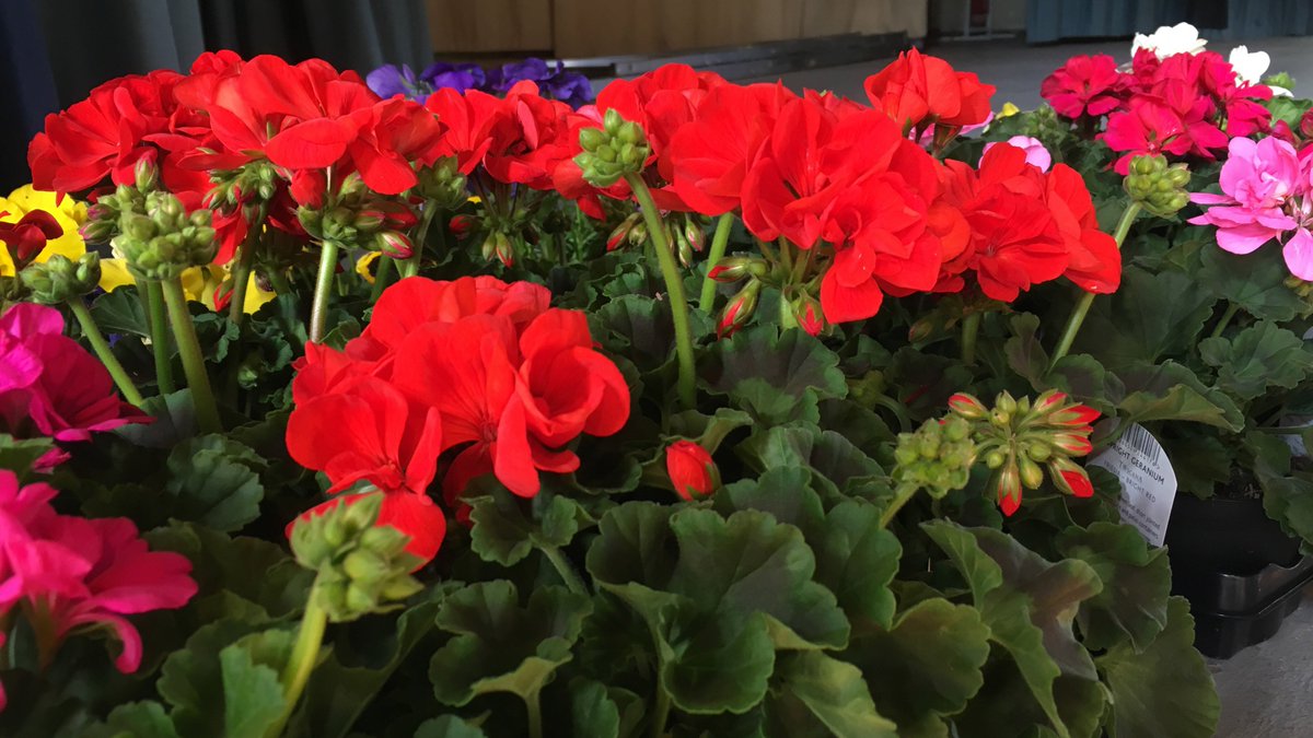 Yesterday's get-together was our biggest yet! Thank you to Colin Squires from <a href="/SquiresGC/">Squire's Garden Centres</a> for his brilliant talk and the beautiful flowers!