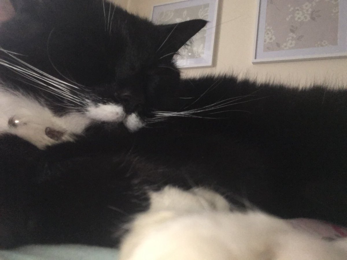 Parker_The_Cat's tweet photo. So tired today 💤 sleeping by my mum to keep her warm #lovemymum #sleepycat #humansbed https://t.co/iVjVUwr4Vc