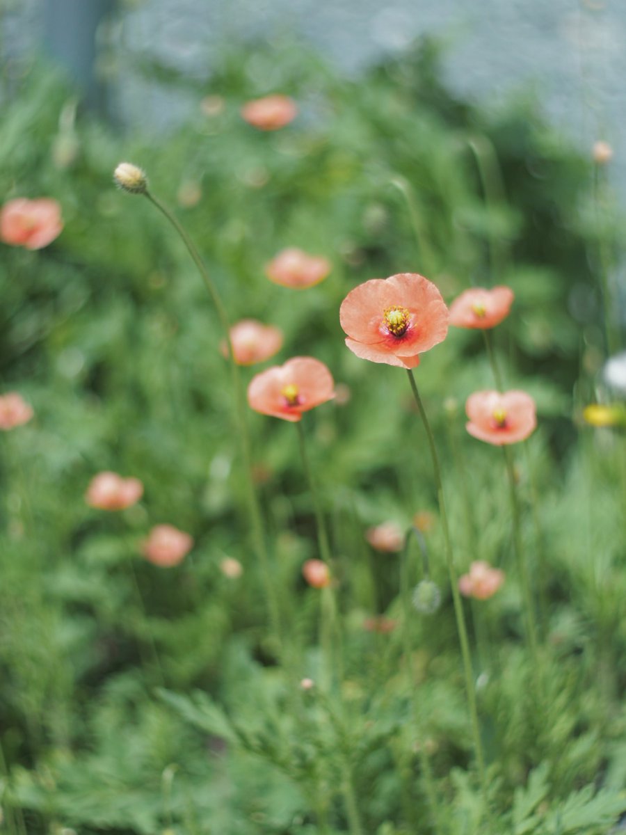 新着ナガミヒナゲシ 花 言葉 最高の花の画像 新着ナガミヒナゲシ 花 言葉 最高の花の画像
