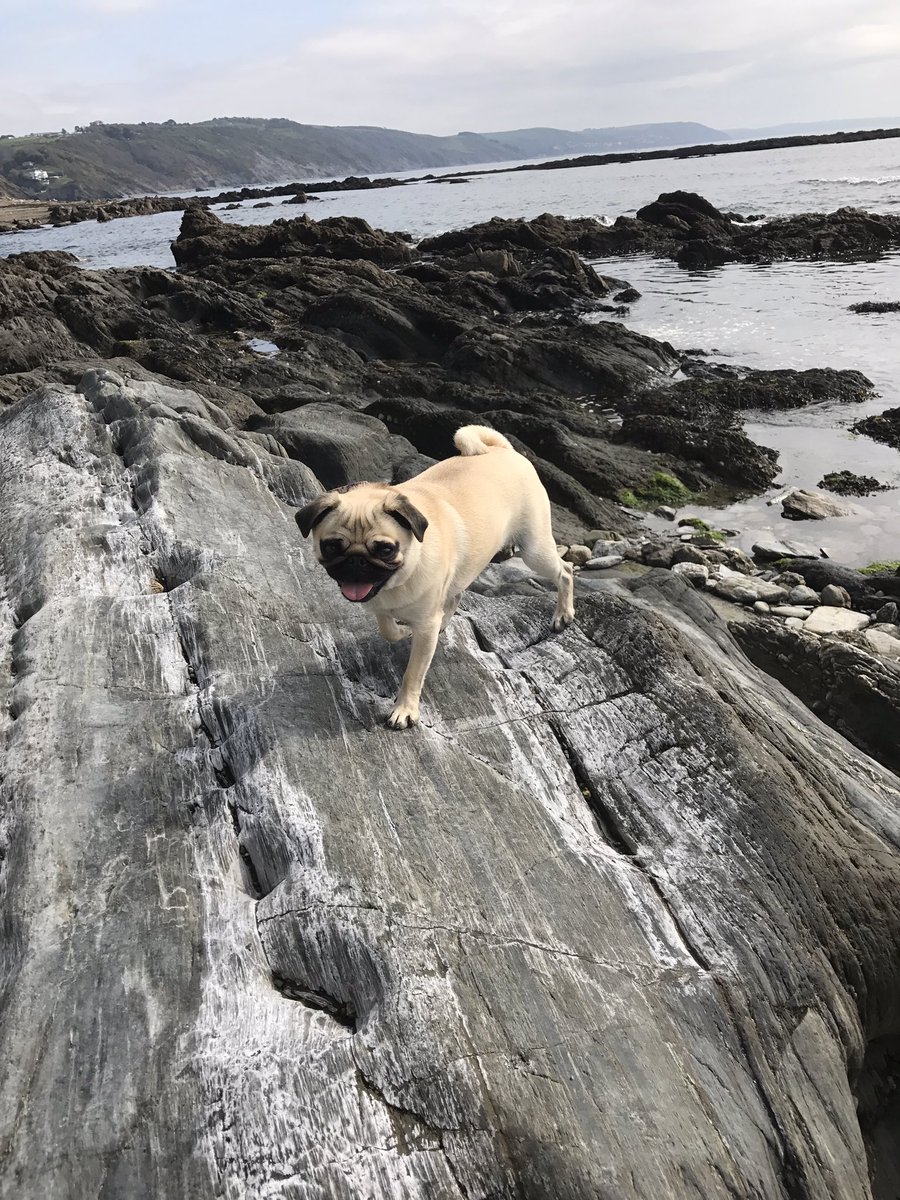 AlidrakePug's tweet photo. Rock climbing https://t.co/Yml9uuHFjK