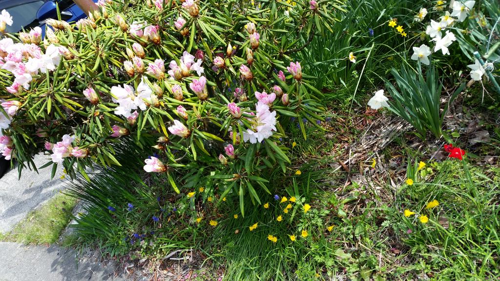 blue seeds tweet media