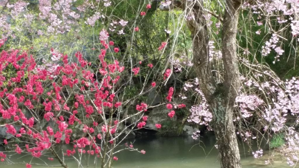 blue seeds tweet media