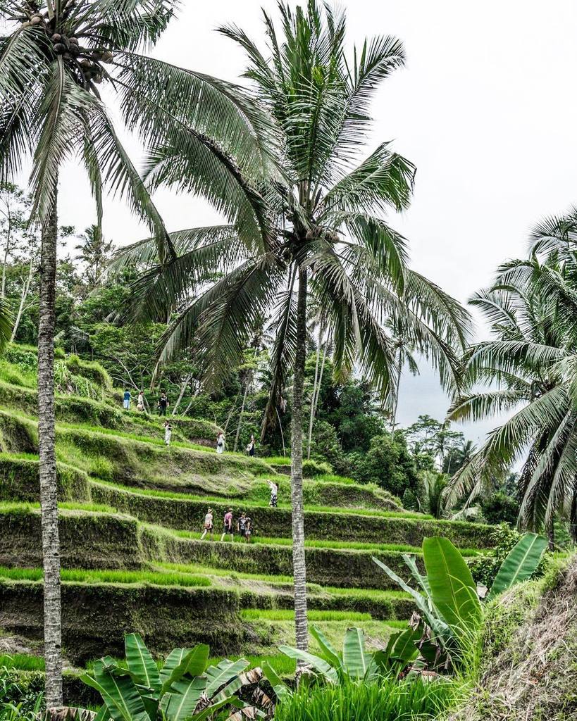 michlee_co's tweet photo. We are very small in a a very big world.
______
#ricefields #explorebali #cleancaptures #exploremore #createcommun… https://t.co/TEXE47C8lv https://t.co/FD2OIrPewu