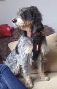 EarSolv's tweet image. Welcome Dog Owners to my training diary. - dogtrainingdiaries.co.uk/index.php/2017…
Let me introduce you to Maddie. Our beautiful...