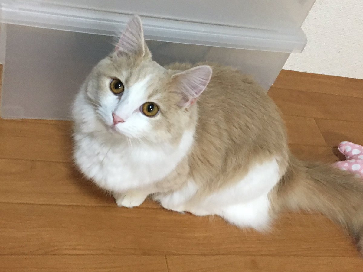 アリシア En Twitter 耳大きいのがウリにゃん 猫 Cat 猫写真 写真好きさんと繋がりたい マンチカン 猫部 アリシア