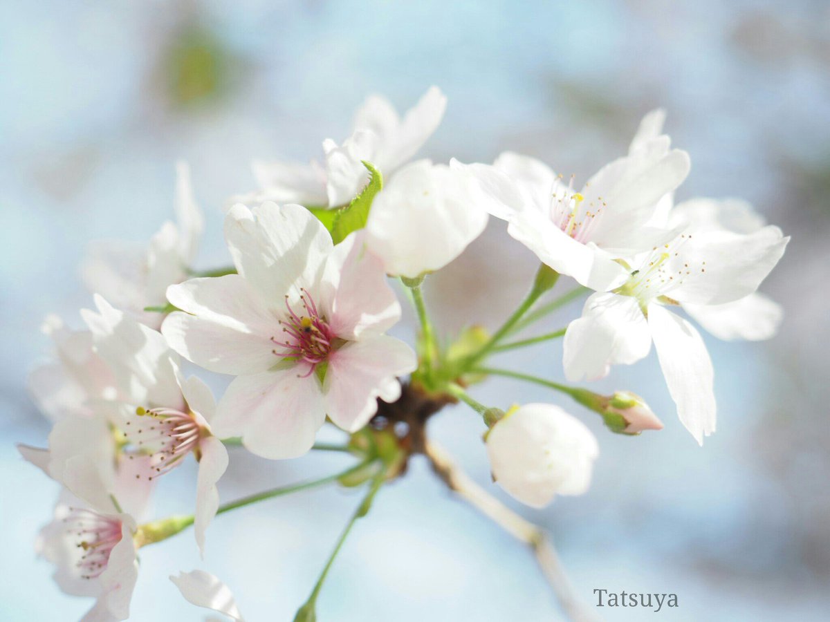 Tty_kr00's tweet photo. 今日も１日お疲れ様でした♪*ﾟ

撮り貯めたソメイヨシノをツイートです♬*゜

今日もゆっくりとお過ごし下さいませ🙋.•*¨*•.¸¸♬

#OLYMPUS 
#花の写真館 https://t.co/lOg0d7Ixhy