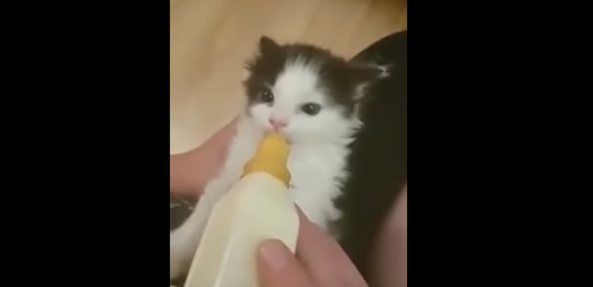 nekotpcom's tweet photo. ミルクを飲むゴクゴクと、耳のピクピクが連動しちゃう子猫が死ぬほど可愛い！！！
https://t.co/IuWyQ6t0fC https://t.co/KJIw5EhmFU