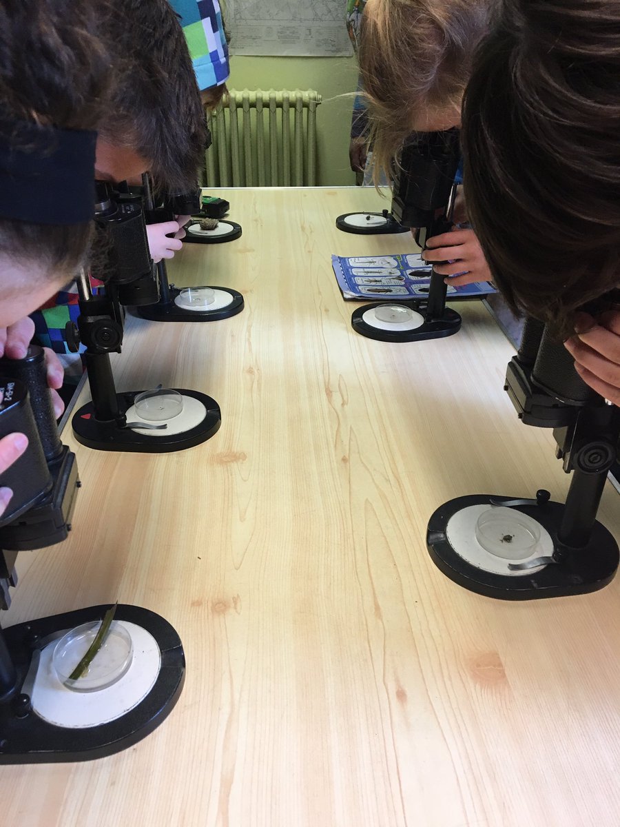 LongwickSchool's tweet photo. Microscope 🔬 investigations @ALFShortenills after pond dipping! #scienceinaction #bltstem @BLTSTEM https://t.co/5Rx63paz99