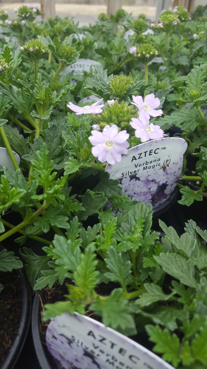 We have such lovely #Verbena
#SilverMagic 
Only £1 per pot in our shop 👍✔ 
#BeddingPlants #Gardening