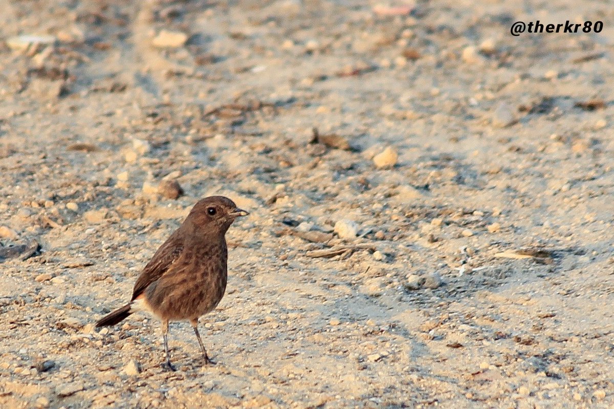 #PiedBushChat
#Coimbatore
#BirdsOfIndia
#March2017

#TheKingsSnaps