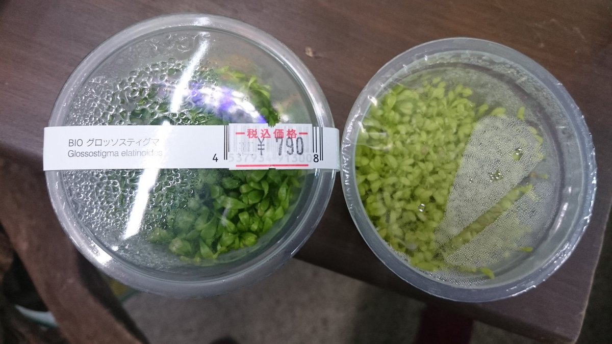 ユニアク Adaら部 白いグロッソ グロッソスティグマ エラチノイデス プラチナ が入荷しました ๑ ㅂ و 肥料不足で白化してるように見えてしまうなぁ ٥ ユニアク Adaら部 白いグロッソ グロッソスティグマ エラチノイデス プラチナ が入荷しました ๑ ㅂ و 肥料不足で白化してるように見えてしまうなぁ ٥