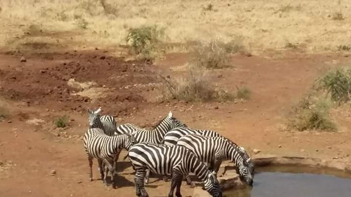 Ugandawildlife's tweet photo. Black or White, Zebra footprints left in #KidepoValley #NationalPark r the same. #VisitUganda the #PearlOfAfrica Vote4 #KVNP @WTravelAwards https://t.co/mgMiMDjpAp