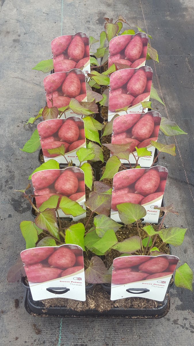 Sweet Potato's ready and looking good. 
Reserve order will be dispatched for delivery next week.