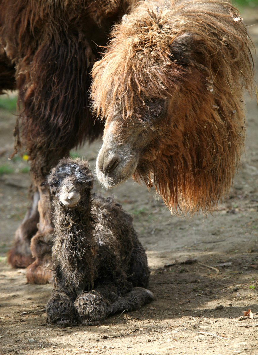 ZooBrnoCZ's tweet photo. Před dvěma dny se přímo ve výběhu narodilo mládě velblouda dvouhrbého. Vypadá to na samičku a jmenuje se Valerie 🐫 #velbloud #mládě #vítej https://t.co/5jhOLgnJ04