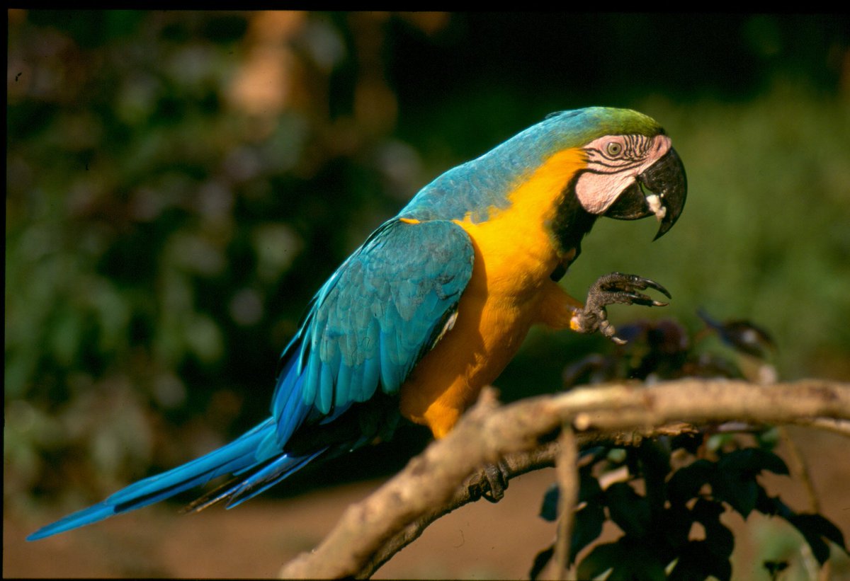 à¸à¸¥à¸à¸²à¸£à¸à¹à¸à¸«à¸²à¸£à¸¹à¸à¸ à¸²à¸à¸ªà¸³à¸«à¸£à¸±à¸ à¸à¸à¸­à¹à¸¡à¸à¸­à¸