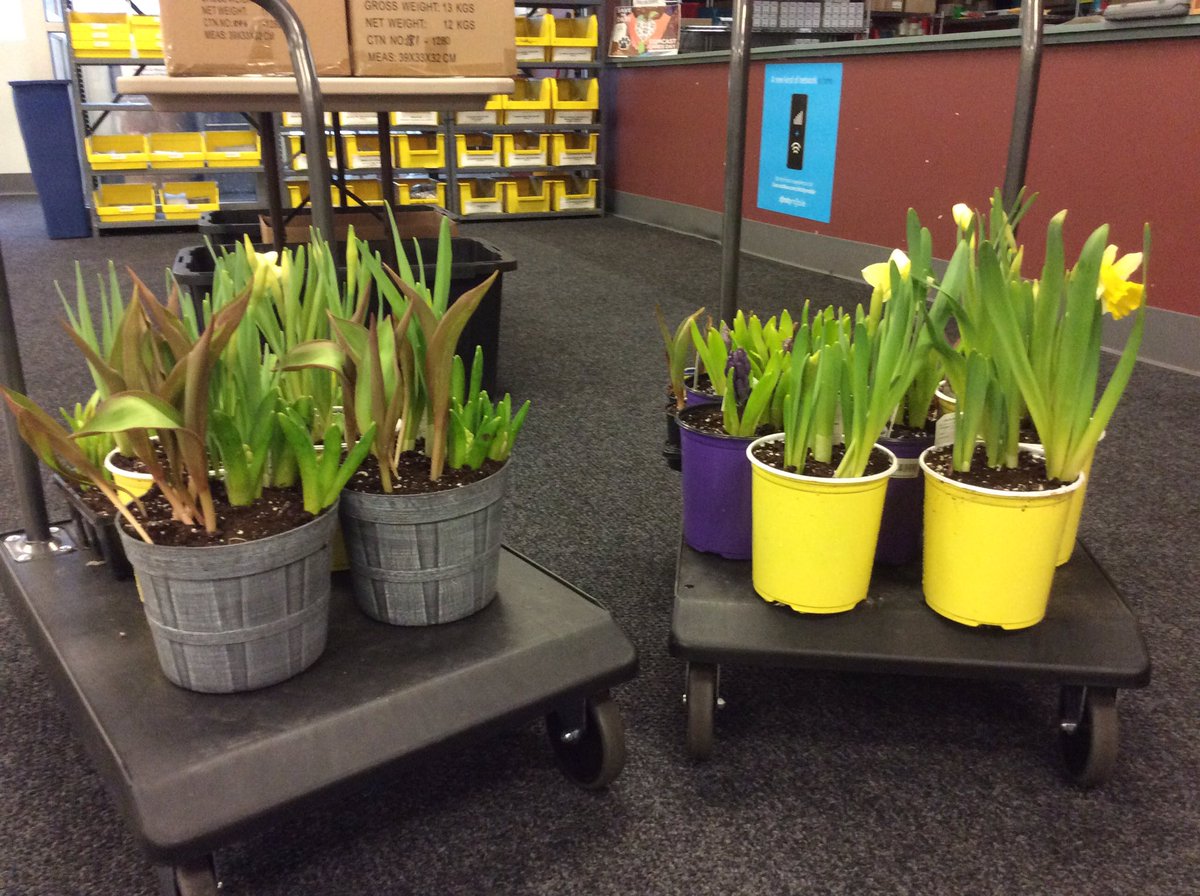 Frenchko_Jan's tweet photo. Spring flowers for The Humane Society &amp; Shelter - Southcoast , Comcast Cares Day April 22....See you there!!! #ComcastCaresDay @marseyjop71 https://t.co/HOFT1KuRnq