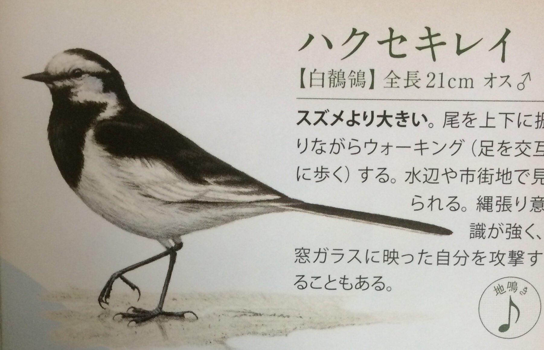 Twitter 上的 虹色工房 日本野鳥の会 さんから おさんぽ鳥図鑑 を送っていただきました ウチの庭に来る鳥 を知りたくて ムクドリ と ハクセキレイ の様です ずーっと 勝手に名前を付けて呼んでいたので 本当の名前がわかって 良かったです