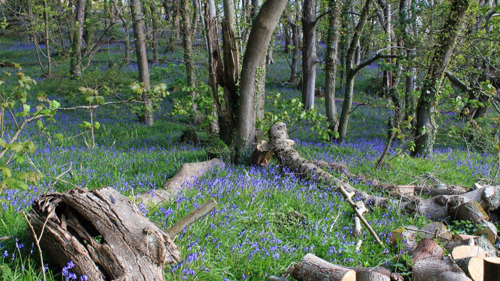 Bluebells carpeting the woods in Stokeinteignhead #devon