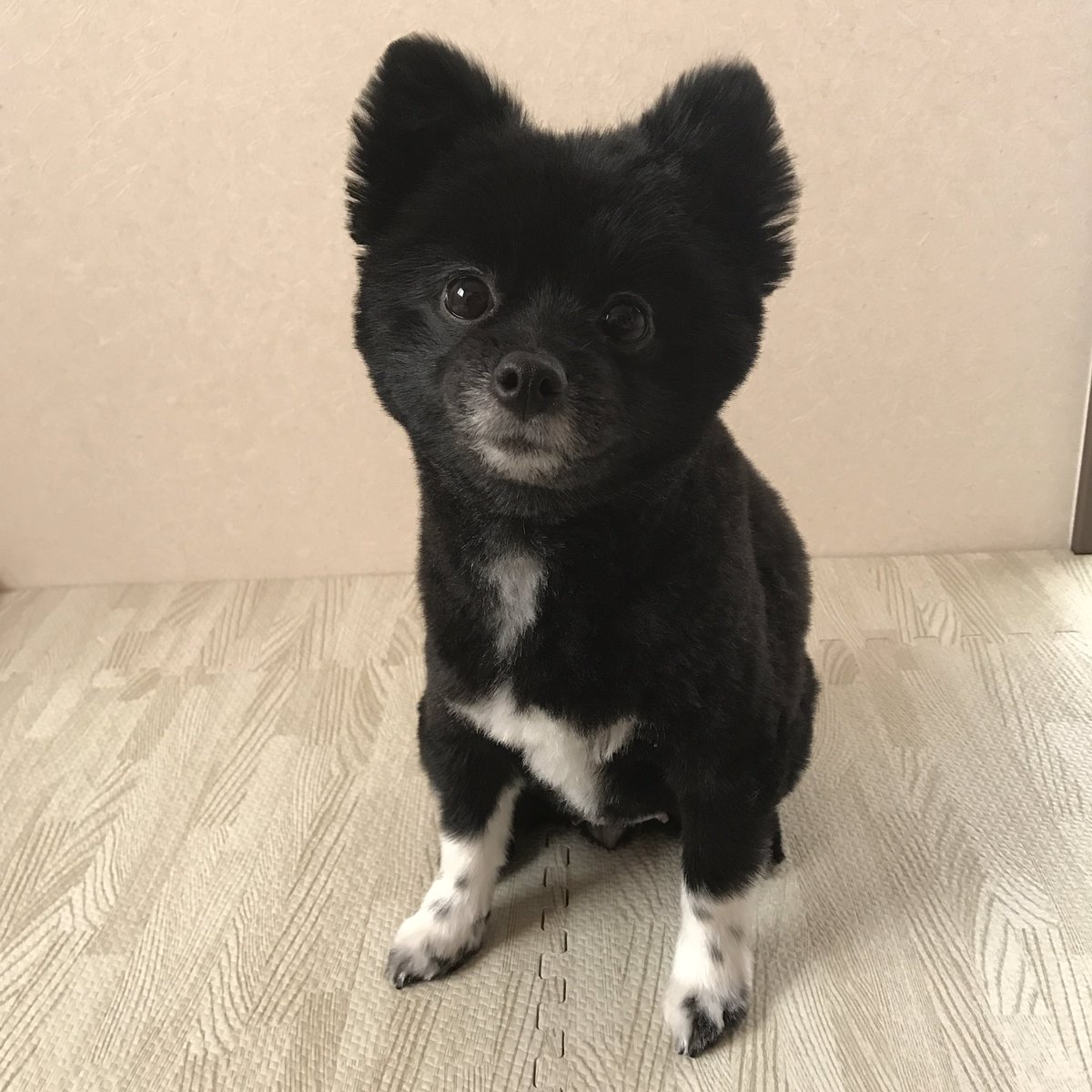 めいちゃん 靴下を履いたポメ Pa Twitter カットしてもらってさっぱり 柴犬カット 春仕様 ポメラニアン Wanko こぐま