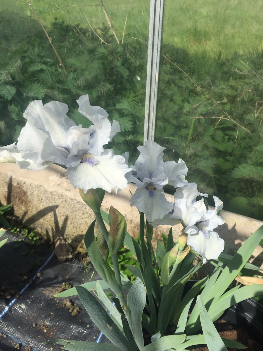 clan_hort's tweet photo. It's always great walking into the glasshouse and be greeted by a gorgeous flower this time it is Iris 'Loves Tune' #spring #Flowers https://t.co/D5RhIhl2On