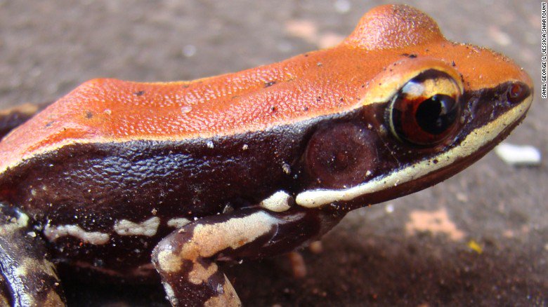 cnni's tweet photo. Mucus from the skin of certain frogs can be harnessed to obliterate flu viruses, a new study suggests https://t.co/Tg5lCnTL0v https://t.co/QuYZRyRxNs