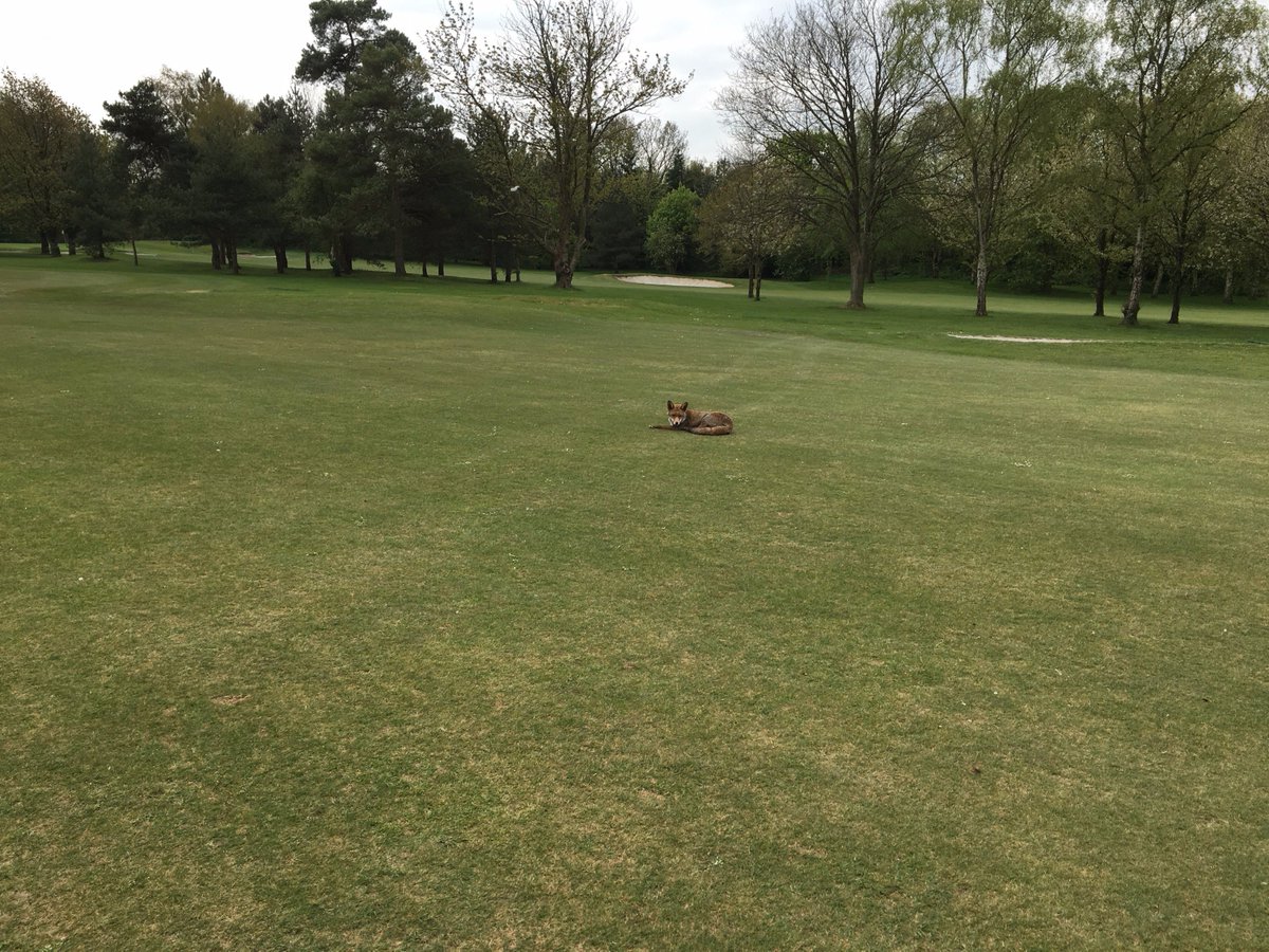 Please welcome our new Head of Security, Basil to the team #fox