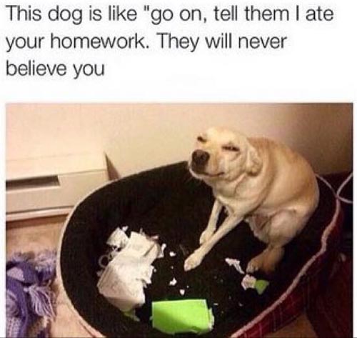quicklolcom's tweet photo. ★ When The Dog Eats Your Homework ★ #funnyimages
https://t.co/4EXBJ0PU81 https://t.co/Gmf6qdguOc