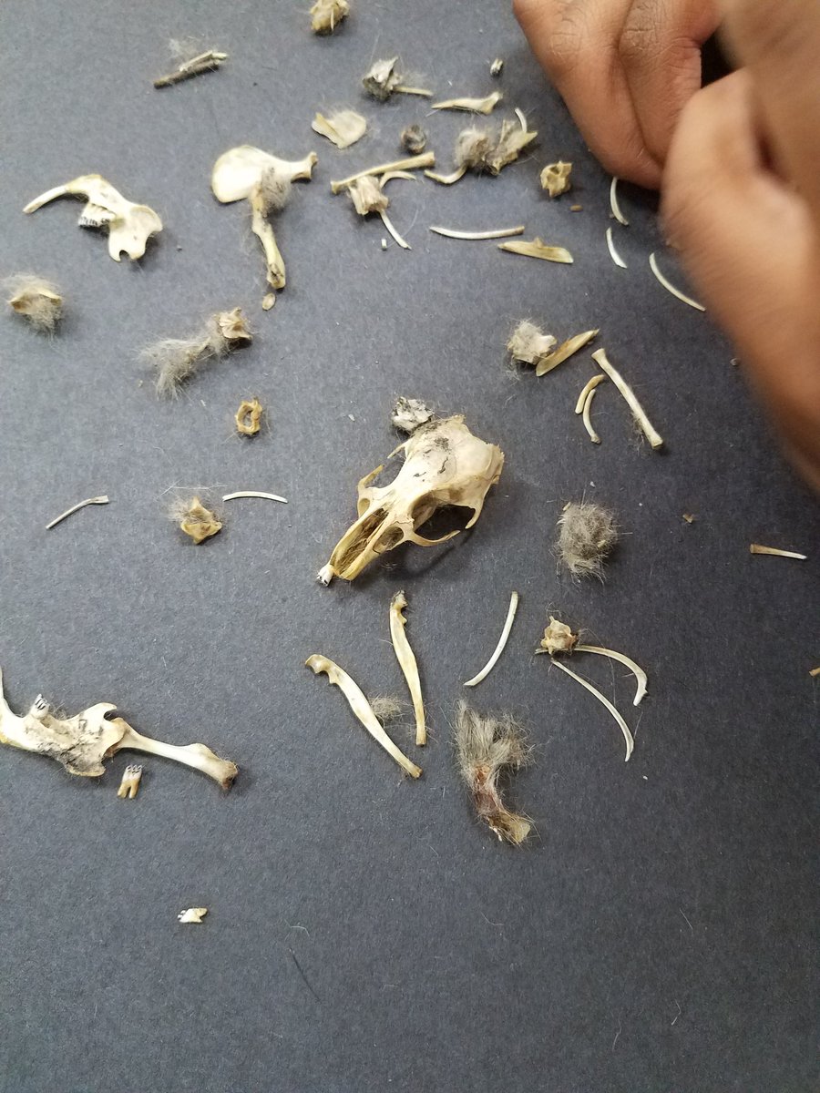 Just another fascinating day in the life of a 1st grade teacher... My kiddos LOVED this!!! #owlpellets #teacherproblems
