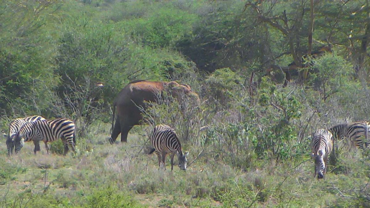 Foraging together, #Elephant and #Commonzebras live on #africacams : bit.ly/2cajsGr