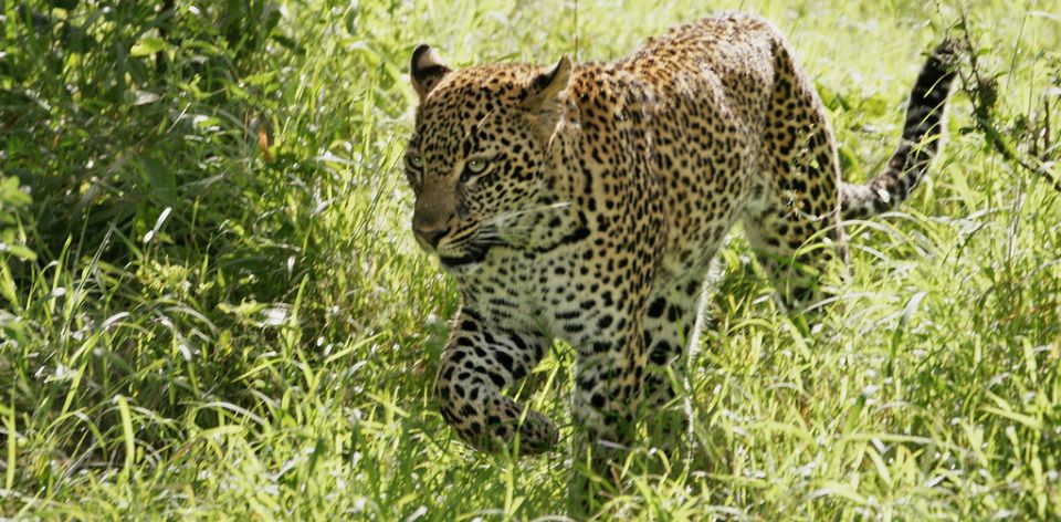 Experience unspoilt wilderness at the #LionSandsPrivateGameReserve that forms part of the greater #KrugerNationalPark