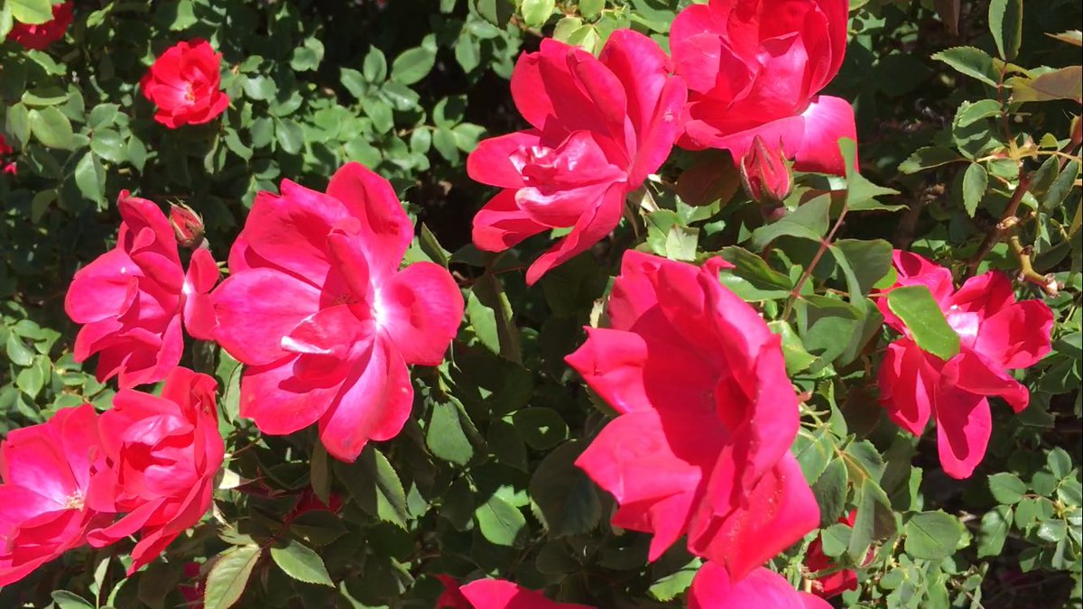 #WindyDay for these #roses #ABQ #NewMexico #NewMexicoTRUE <a href="/purenewmexico/">Pure Southwest</a> #NMwx instagram.com/p/BTHXo4HlWz4/