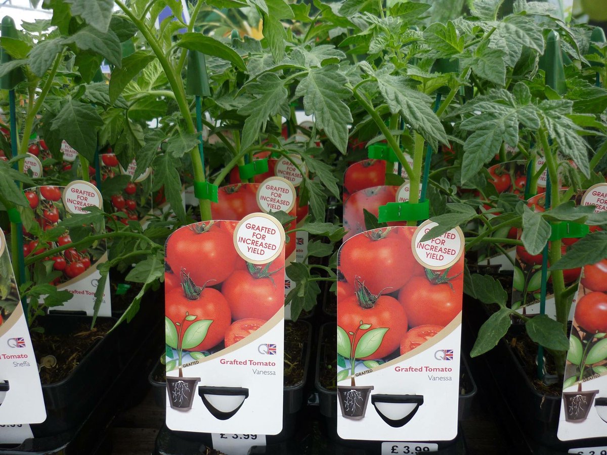 The first delivery of Grafted Tomatoes have just arrived.
Grafted Tomatoes give increased vigour and yield.