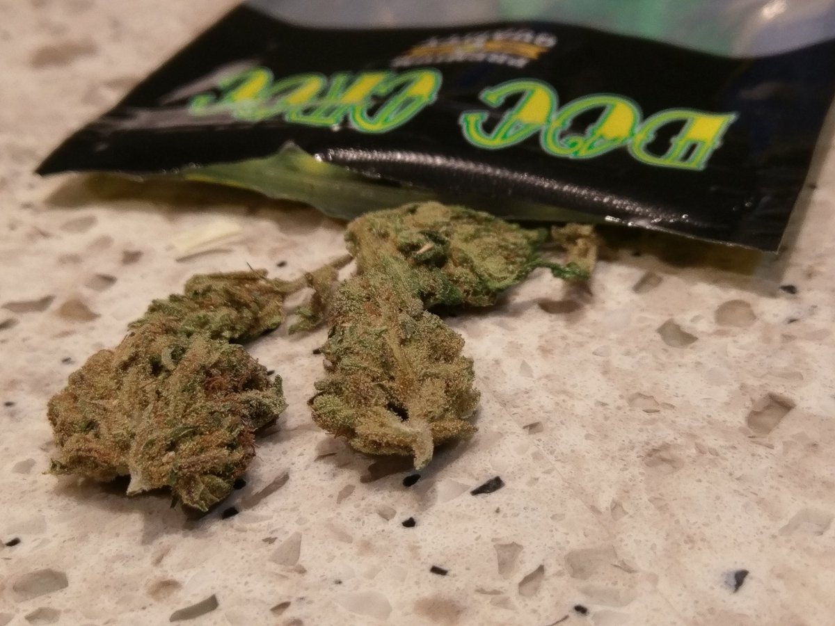 Poorfolx71's tweet image. A shout out to Doc Croc! A damn fine job in the newest AC/DC strain, ( 1.2% THC, 20% CBD) Looks are highly surprisingly deceptive. #doccroc
