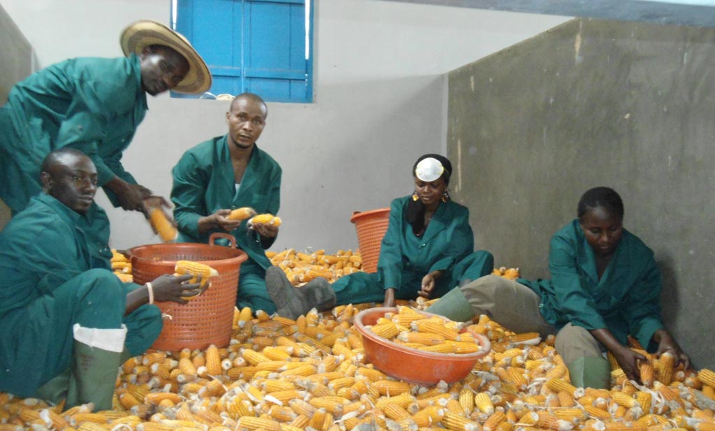 IITA (@iita_cgiar) on Twitter photo “#IITA50 will bring the lessons from its experience to help Ag #Youth Lab tap dynamism of Africa’s youth” <a href="/NteranyaS/">Nteranya Sanginga</a> ow.ly/xqKp30b1CnN “#IITA50 will bring the lessons from its experience to help Ag #Youth Lab tap dynamism of Africa’s youth” <a href="/NteranyaS/">Nteranya Sanginga</a> ow.ly/xqKp30b1CnN