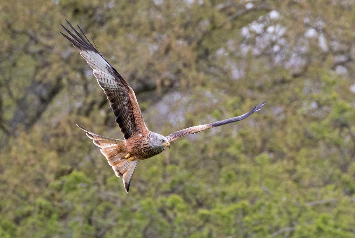 Here's another #RedKite from my session at #GigrinFarm this afternoon.  If you've never been, it's well worth the long drive.